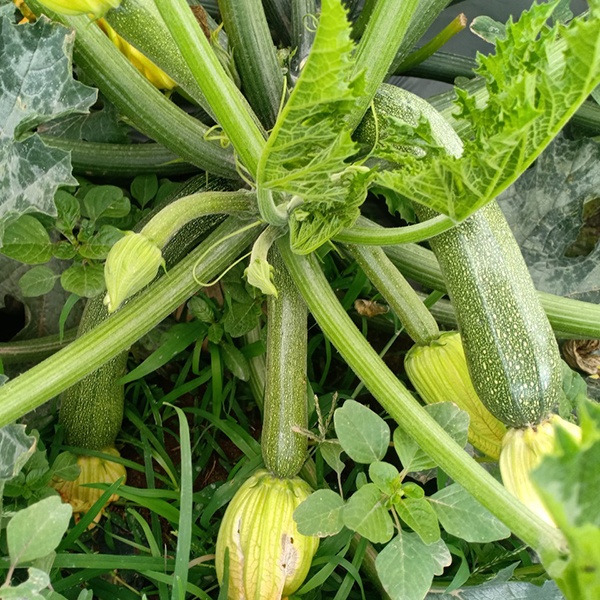 ベジーマリアそのまま食べられるグリル野菜ミックス（チャック付き） | トロピカルマリア ベジーマリア